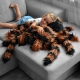 Pluszowa Tarantula Pająk Gigant XXL - Prezent dla Dzieci na Haloween