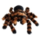 Pluszowa Tarantula Pająk Gigant XXL - Prezent dla Dzieci na Haloween